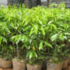 供應(yīng)直徑10-50cm香樟木烏樟綠化帶植物行道樹(shù)