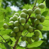 批發(fā)無(wú)患子 種苗 別稱(chēng)油患子 苦患樹(shù)
