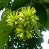 綠化喬木 風(fēng)景樹(shù)喜樹(shù)銷(xiāo)售 根系發(fā)達(dá) 帶土發(fā)貨 喜樹(shù)苗價(jià)格