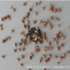 綠在耀種業 批發林木花卉種子 香港秀麗四照花種子