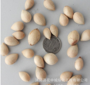 綠豐耀種業 批發銀杏種子百果樹種子