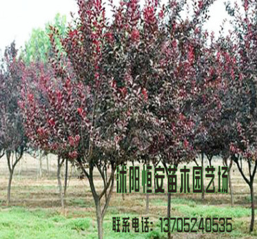 苗圃直銷批發(fā)紅葉李 紫葉李 速生規(guī)格風景樹 工程綠化行道樹