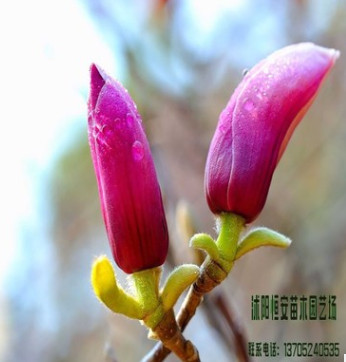 苗圃直銷批發(fā)紅獅玉蘭、紫玉蘭、白玉蘭、黑色玉蘭綠化規(guī)格齊全