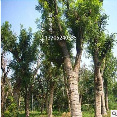 基地直銷批發(fā)榔榆樹(shù)造型盆景 工程綠化 行道樹(shù)樁 風(fēng)景樹(shù)