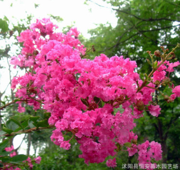 苗圃直銷批發(fā)紫薇紅花速生 又名百日紅 紅火箭 綠化工程 庭院別墅