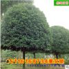 批發骨架香樟樹 移植 規格齊全 量大從優香樟苗常綠喬木 量大從優