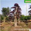 批發紅花繼木樁景 精品造型優美市政園林工程綠化苗木 基地直銷