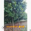 批發廣玉蘭 精品造型園林工程綠化庭院常綠喬木 湖南苗圃基地直銷