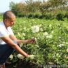 庭院觀花植物 木繡球樹苗 根系發達 成活率高 可盆栽木繡球