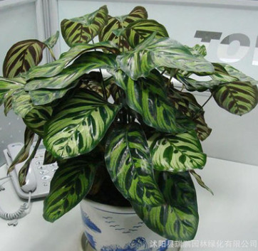 室內(nèi)觀葉植物 孔雀竹芋 盆栽 凈化空氣吸收甲醛 基地直銷貓眼竹芋