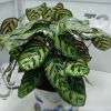 室內觀葉植物 孔雀竹芋 盆栽 凈化空氣吸收甲醛 基地直銷貓眼竹芋
