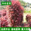 供應綠化苗木 紅葉石楠 紅葉石楠球柱 顏色艷麗 造型好看