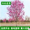 紫玉蘭基地 批發5 6 7 8 9 10公分紫玉蘭 各種規格紫玉蘭樹苗