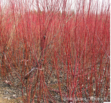 直銷工程綠化苗 紅瑞木小苗 又名紅馬球 規(guī)格全 叢生紅瑞木