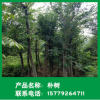 提供18-20公分叢生和多桿樸樹 苗木基地供應樸樹批發(fā)