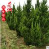 高龍柏樹苗 廠家批發(fā)1-3.5米高龍柏學校綠化馬路園林植物柏樹苗