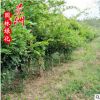 紫藤 量大從優(yōu)園林觀賞植物小苗風景樹直銷批發(fā)紫藤濕地綠化樹木