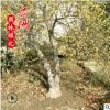 批發(fā)臘梅苗 耐寒臘梅樹苗 園林觀花植物臘梅小苗 規(guī)格全臘梅樹