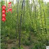 垂枝梅 垂梅 高桿垂枝梅 園林小區(qū)綠化苗木 基地苗木批發(fā)