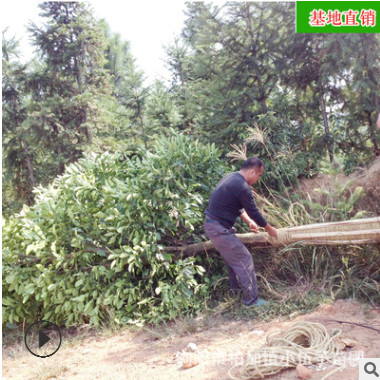 批發(fā)香泡柚子樹(shù) 供應(yīng)園林工程綠化苗木精品常綠喬木 苗圃基地直銷(xiāo)