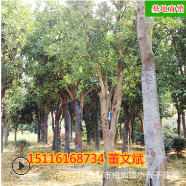 批發(fā)柚子樹(shù)香泡 精品綠化造型苗木苗農(nóng)種植常綠喬木 湖南基地直銷(xiāo)