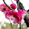 廠家批發(fā)四季梅花造型盆栽樹(shù)苗 園林綠化臘梅花卉植物 規(guī)格齊全
