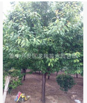 北京15公分櫻花 天津12公分櫻花價(jià)格 泰安8公分櫻花成都價(jià)格