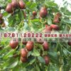 果樹苗 嫁接長(zhǎng)紅棗樹苗 工程綠化用苗 產(chǎn)量高 好吃 沾化棗樹 冬棗