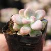 艾倫多頭群生多肉植物室內迷你盆栽肉肉綠植盆特價批發