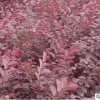 紅花繼木籬笆庭院綠化工程園林觀賞樹基地直銷四季常青彩色樹苗