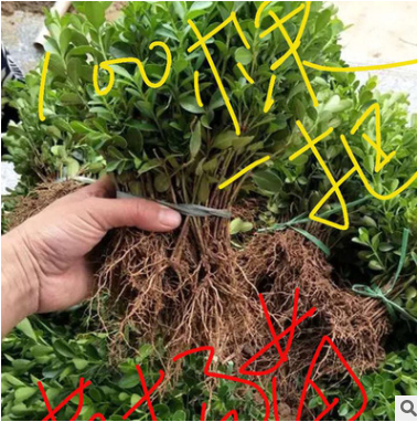 小葉黃楊 常綠灌木 市政園林綠化工程樹基地直銷庭院常綠籬笆樹