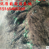 甜蜜藍寶石葡萄苗批發(fā)品質保證嫁接藍寶石葡萄苗供應成活率高