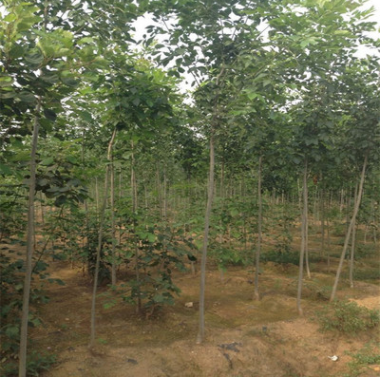 白蠟樹苗 基地批發(fā)5公分優(yōu)質(zhì)白蠟 白蠟樹規(guī)格齊全