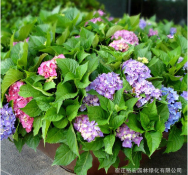 批發(fā)八仙繡球花苗 庭院盆栽花卉植物八仙花
