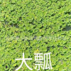 常年供應優(yōu)質水生植物千屈菜 千屈草 價格低廉