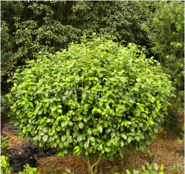 園林綠化苗木茶花樹(shù) 茶花樹(shù)價(jià)格 規(guī)格齊全 貨源充足