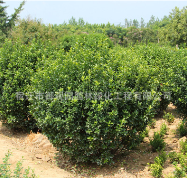 冬青球批發(fā)行道護(hù)坡綠化花木 行道綠籬龜甲冬青球