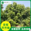【全冠天竺桂】苗圃供應各個規格喬木基地常綠園藝樹行道風景樹