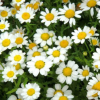 白晶菊種子晶晶菊 、春梢菊小白菊種子四季花卉種子花籽菊科花卉