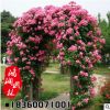 薔薇月季小苗 四季常青 香味伊人觀花植物 可作綠籬綠化苗木批發