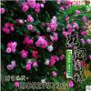 批發多花爬藤月季爬墻梅嫁接玫瑰苗薔薇花苗長廊爬藤植物紫藤