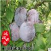 黑寶石李子苗 黑色果皮 甜度高 李子小苗 新品種 果樹苗 基地現挖