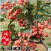 批發(fā)麻辣花椒苗 大紅袍花椒樹苗 花椒小苗 花椒大苗當(dāng)年結(jié)果