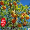 基地批發(fā)庭院種植果樹苗 橙子樹苗 香橙苗 嫁接果樹苗 易養(yǎng)活