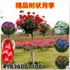 樹狀月季 批發(fā) 月季樹 庭院別墅美化 高桿月季樹 小區(qū)綠化 多色