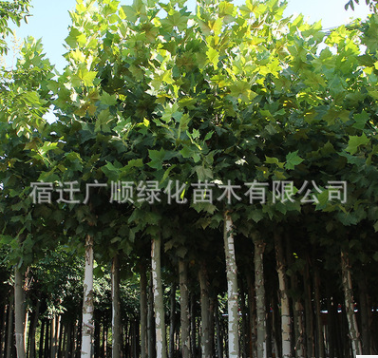 批發法桐樹苗綠化苗木行道觀賞庭蔭樹法國梧桐量大從優法桐