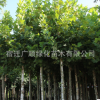 批發(fā)法桐樹苗綠化苗木行道觀賞庭蔭樹法國(guó)梧桐量大從優(yōu)法桐