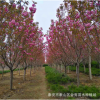 3公分櫻花樹(shù)苗大量出售 基地直銷(xiāo) 熱銷(xiāo)成活率高的櫻花樹(shù)苗