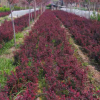 大量供應(yīng)紅葉小檗苗 基地直銷(xiāo) 量大優(yōu)惠紅葉小檗苗