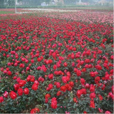 基地批發月季 盆栽月季苗 藤本月季苗 豐花月季 紅帽月季